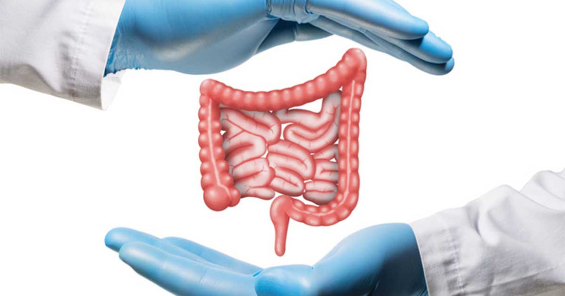 Detoxification and Gut Health: Clinoptilolite’s Impact on Digestive System