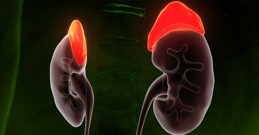 Enhancing Kidney Function with Clinoptilolite: A Detox Perspective