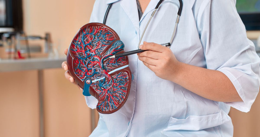 The Liver Load Nobody Talks About: Supporting the Body’s Natural Filtration Systems