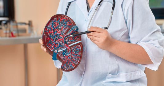 The Liver Load Nobody Talks About: Supporting the Body’s Natural Filtration Systems