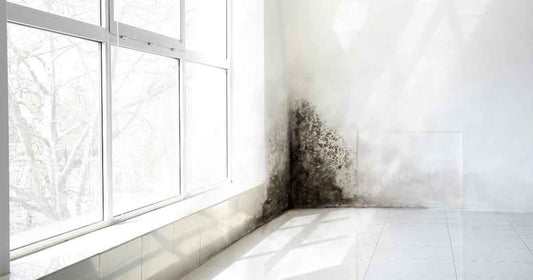 When Mold Sparks a Storm in Your Body